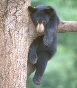Bear FT offer NOT being honored Bear FT offer NOT being honored